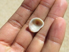 Pilosabia trigona
