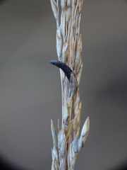 Claviceps purpurea