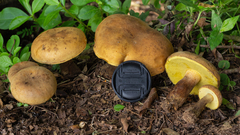 Phlebopus beniensis
