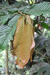 Parashorea