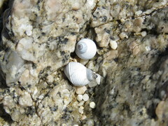 Echinolittorina modesta