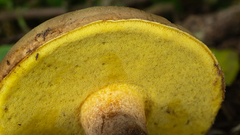 Phlebopus beniensis