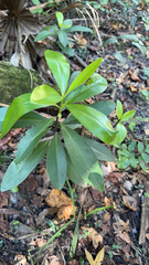 Daphne laureola