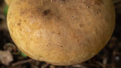 Phlebopus beniensis