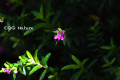 Cuphea hyssopifolia