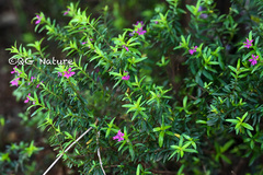 Cuphea hyssopifolia