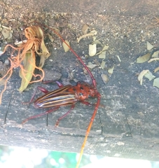 Chydarteres striatus