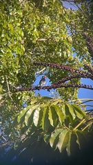 Melanerpes portoricensis