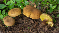 Phlebopus beniensis