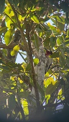 Melanerpes portoricensis