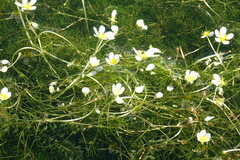 Ranunculus subrigidus