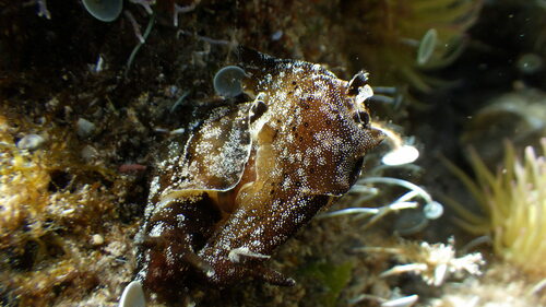 Spotted sea hare