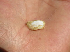 Pilosabia trigona