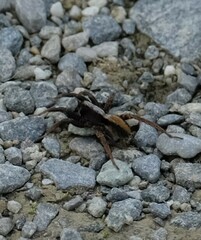 Alopecosa pulverulenta