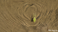 Hyla suweonensis