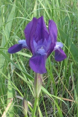 Iris aphylla