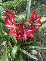 Hippeastrum
