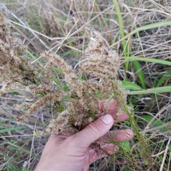 Eupatorium leptophyllum
