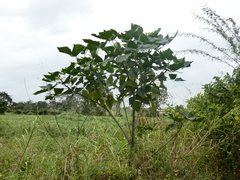 Erythrina poeppigiana