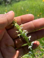 Platanthera dilatata leucostachys