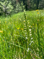 Platanthera dilatata leucostachys