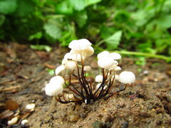 Marasmius rotula