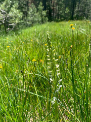 Platanthera dilatata leucostachys