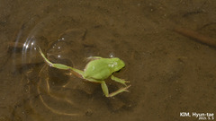 Hyla suweonensis