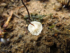 Marasmius rotula