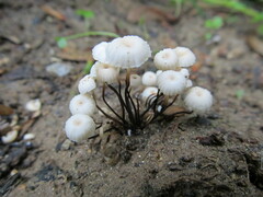 Marasmius rotula