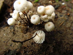 Marasmius rotula
