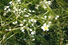 Ranunculus subrigidus