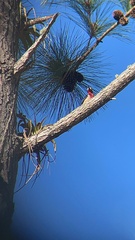 Melanerpes portoricensis