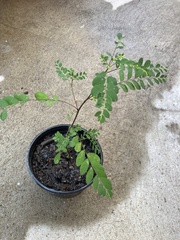 Phyllanthus tenellus