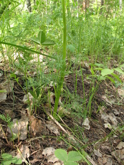 Aulacospermum multifidum
