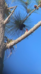 Melanerpes portoricensis