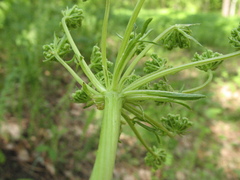 Aulacospermum multifidum