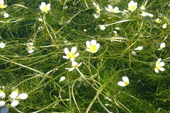 Ranunculus subrigidus