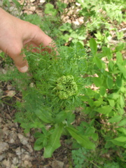 Aulacospermum multifidum