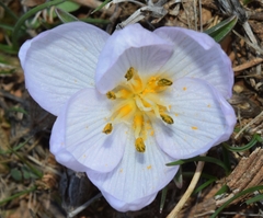 Colchicum triphyllum