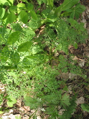 Aulacospermum multifidum