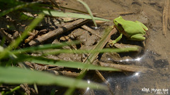 Hyla suweonensis