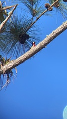 Melanerpes portoricensis