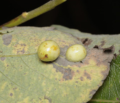 Euura pedunculi