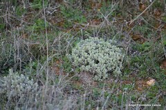 Teucrium gnaphalodes