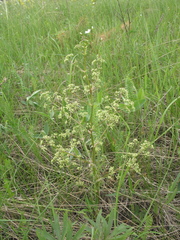 Trinia multicaulis