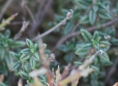 Helianthemum oelandicum