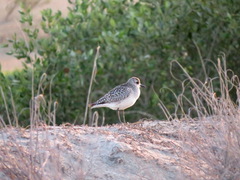 Pluvialis squatarola