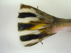 Platycephalus australis