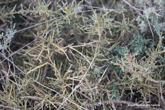 Helianthemum oelandicum